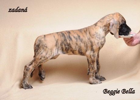 Beggie Bella DSC_0074