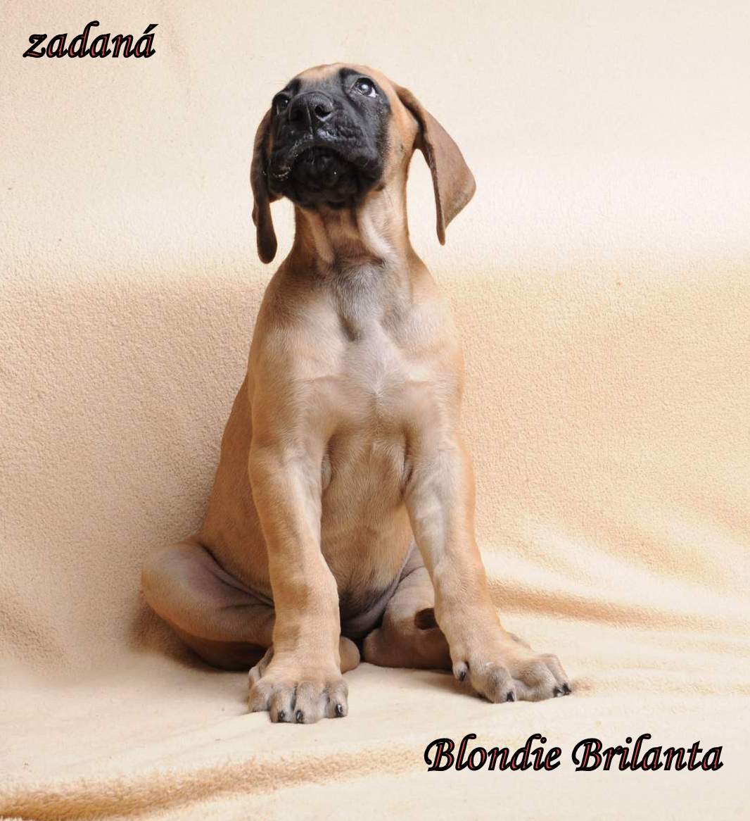 Blondie Brilanta DSC_0091